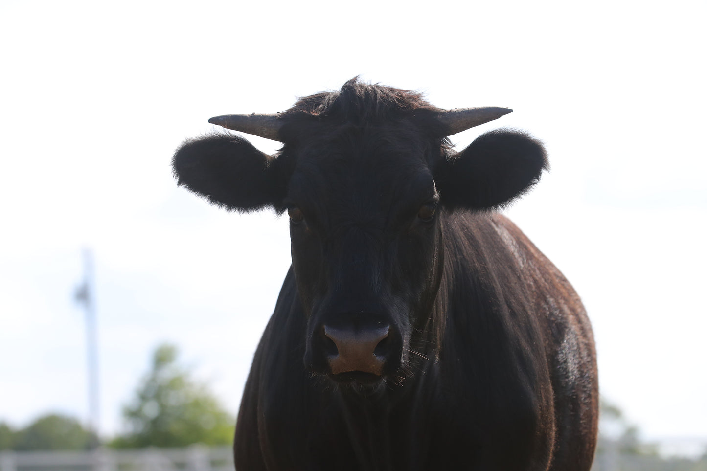 MOO CREWNECK